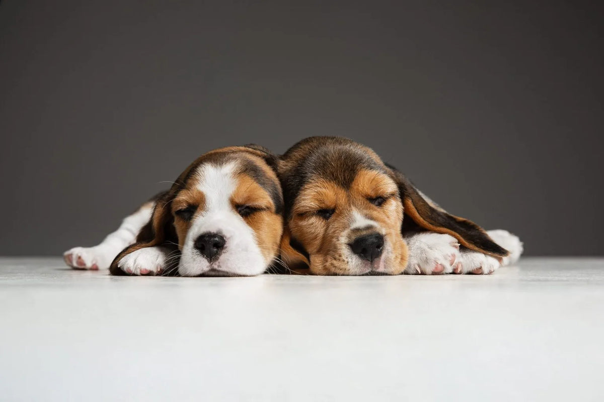 Two beagle puppies lying on a surface with a gray background