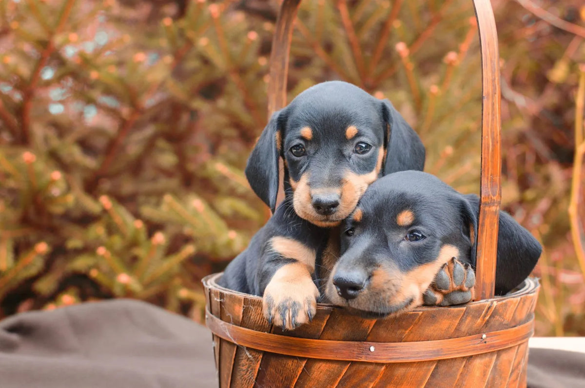 Two puppies in a wooden basket with a natural background