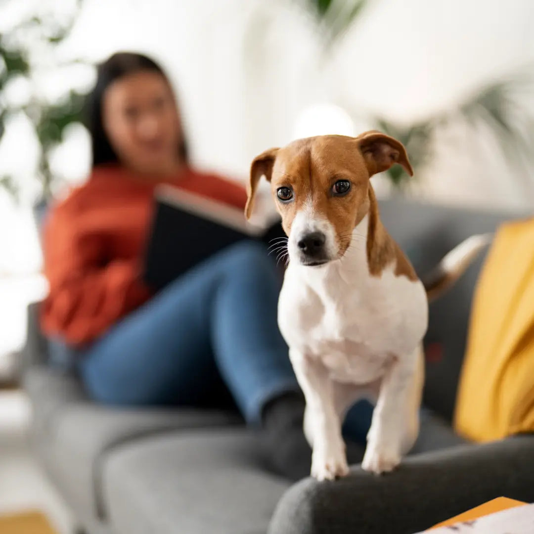 How to Get a Dog Used to a Crate Gently