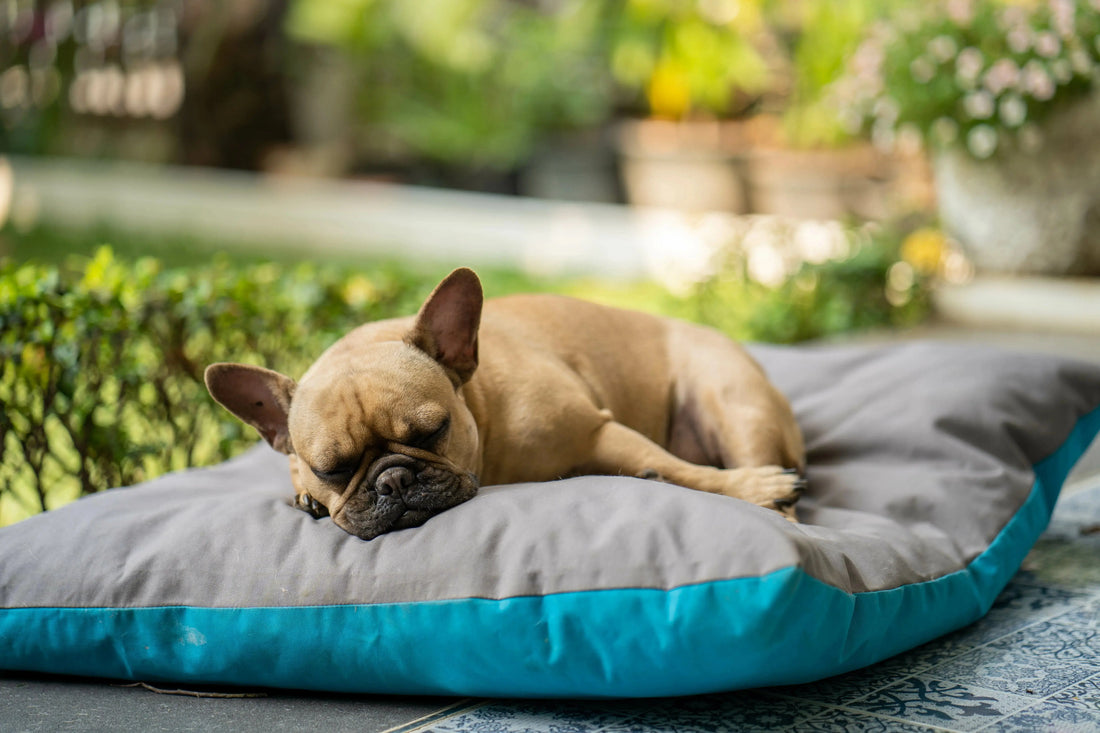 dog crate size mistakes