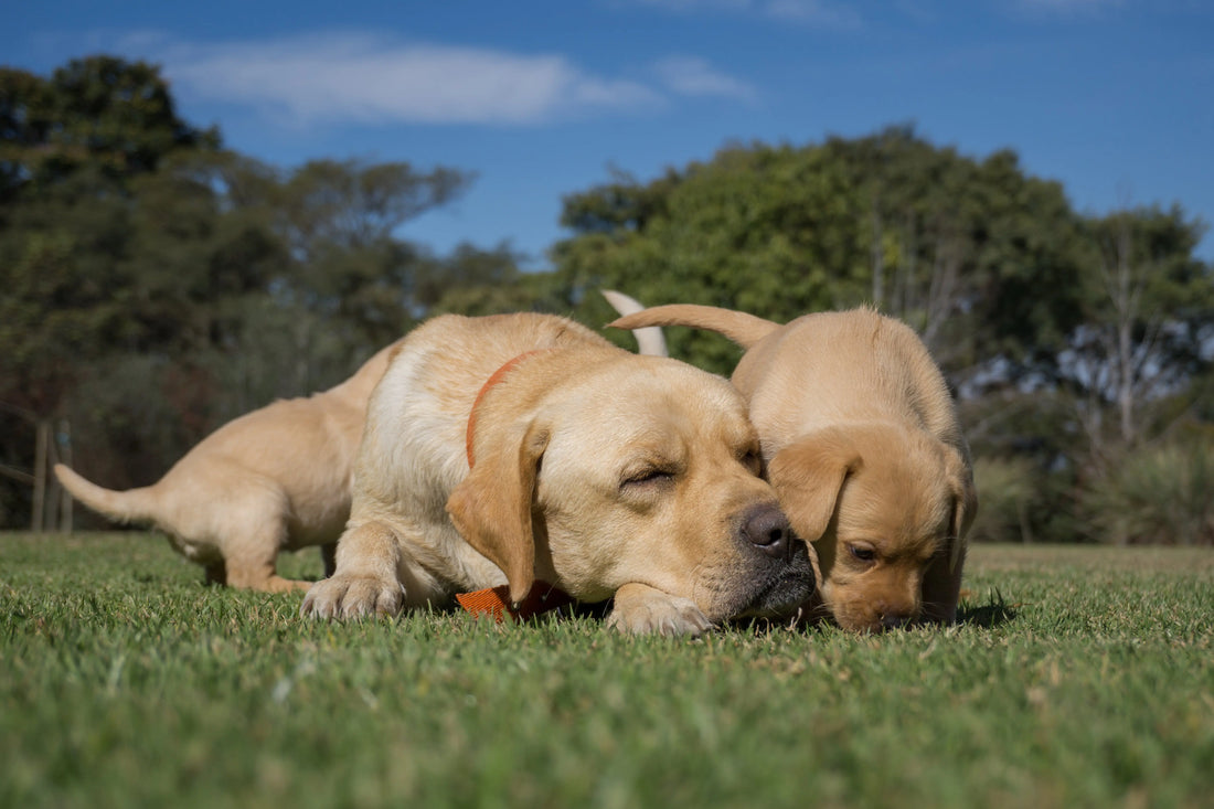 Aged Dog and Puppy awaiting Dog Crate Training Schedule 