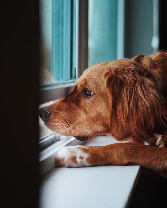Dog waiting for owner to come home from work