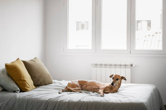 Bedroom Dog Crate Ideas