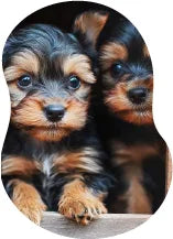 Two small puppies with black and brown fur sitting together wanting a custom dog crate from Paws and Willow.